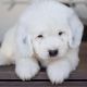 Bernedoodle Puppies for sale in San Clemente, CA, USA. price: NA