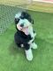 Bernedoodle Puppies for sale in Tulsa, OK, USA. price: $1,000