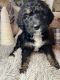 Bernedoodle Puppies for sale in Fremont, NE 68025, USA. price: $2,000