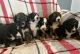 Bernedoodle Puppies for sale in Auburn, NE 68305, USA. price: $1,200