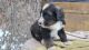 Bernedoodle Puppies for sale in Pine City, MN 55063, USA. price: $475