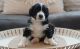 Bernedoodle Puppies for sale in Bluffdale, UT, USA. price: NA