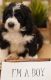 Bernedoodle Puppies for sale in Bluffdale, UT, USA. price: $1,500
