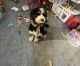 Bernedoodle Puppies for sale in I-495, New York, NY, USA. price: NA