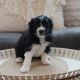 Bernedoodle Puppies for sale in Bluffdale, UT, USA. price: NA