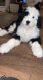 Bernedoodle Puppies for sale in Dallas-Fort Worth Metropolitan Area, TX, USA. price: $3,000