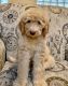 Bernedoodle Puppies for sale in Macon, GA, USA. price: $2,040