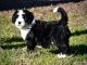 Bernedoodle Puppies for sale in Charlotte, NC, USA. price: $1,500