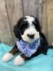 Bernedoodle Puppies for sale in Creola, OH 45622, USA. price: $80,000