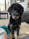 Bernedoodle Puppies for sale in Salem, OH 44460, USA. price: $2,500