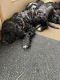 Bernedoodle Puppies for sale in Laingsburg, MI 48848, USA. price: $200