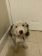 Bernedoodle Puppies for sale in Lake Worth, FL, USA. price: $7,000