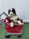Bernedoodle Puppies for sale in Norwalk, CT, USA. price: $1,200