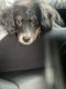 Bernedoodle Puppies for sale in Wake Forest, NC 27587, USA. price: $1,200