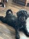 Bernedoodle Puppies for sale in North Wilkesboro, NC, USA. price: $1,200