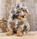 Bernedoodle Puppies for sale in Denver, CO, USA. price: $1,500