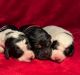 Bernedoodle Puppies for sale in Northeast Township, IN, USA. price: NA