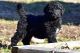 Bernedoodle Puppies for sale in Charlotte, NC, USA. price: $850