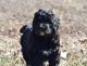 Bernedoodle Puppies for sale in Charlotte, NC, USA. price: $800