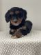 Bernedoodle Puppies for sale in Strasburg, VA 22657, USA. price: $2,000