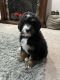 Bernedoodle Puppies for sale in Pell City, AL, USA. price: $800