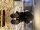 Bernedoodle Puppies for sale in Newkirk, OK 74647, USA. price: $1