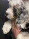 Bernedoodle Puppies for sale in Waltham, MA, USA. price: $1,400
