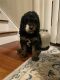 Bernedoodle Puppies for sale in Buffalo, NY, USA. price: $1,600