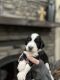 Bernedoodle Puppies for sale in Hensley, AR 72065, USA. price: NA