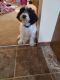 Bernedoodle Puppies for sale in Nevada, IA 50201, USA. price: $585