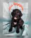 Bernedoodle Puppies for sale in Calgary, AB, Canada. price: $2,500