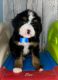 Bernedoodle Puppies for sale in 1039 Red Hill Creek Rd, Dobson, NC 27017, USA. price: $1,500