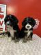 Bernedoodle Puppies for sale in Centerburg, OH 43011, USA. price: $1,500