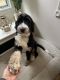 Bernedoodle Puppies for sale in Medina, OH 44256, USA. price: $400