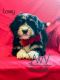 Bernedoodle Puppies for sale in Bentonville, AR, USA. price: $2,600