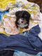 Bernedoodle Puppies for sale in Medina, OH 44256, USA. price: $1,500