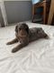 Bernedoodle Puppies for sale in Berryville, VA 22611, USA. price: NA