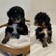 Bernedoodle Puppies for sale in Wapakoneta, OH 45895, USA. price: NA