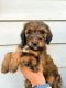 Bernedoodle Puppies for sale in Golden, CO, USA. price: NA