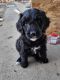 Bernedoodle Puppies for sale in Taber, AB, Canada. price: $2,000