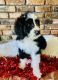 Bernedoodle Puppies for sale in Carnesville, GA 30521, USA. price: $1,250