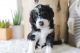Bernedoodle Puppies for sale in Lehi, UT, USA. price: $1,500