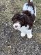 Bernedoodle Puppies for sale in Glenford, OH 43739, USA. price: NA