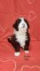 Bernedoodle Puppies for sale in Knoxville, TN, USA. price: $500