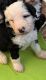 Bernedoodle Puppies for sale in Canton, GA, USA. price: NA