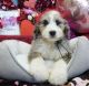 Bernedoodle Puppies for sale in Tampa, FL, USA. price: NA
