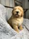 Bernedoodle Puppies for sale in Concord, MI 49237, USA. price: NA