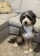 Bernedoodle Puppies for sale in Naples, FL, USA. price: NA