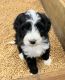 Bernedoodle Puppies for sale in Eastview, TN 38367, USA. price: $900