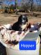 Bernedoodle Puppies for sale in Konawa, OK 74849, USA. price: $1,500